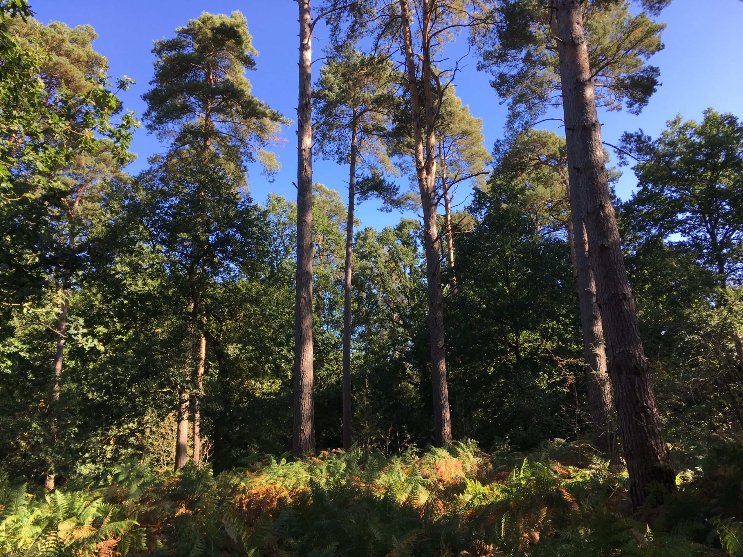 Oakham Woods Thames Basin Heaths