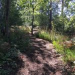 Photo of a woodland path