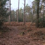 Photo of Oakham Woods in winter