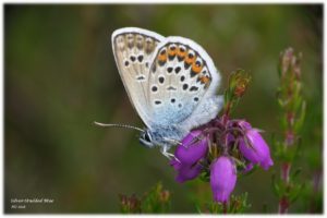 Silver-studded Blue awaiting the return of his ant butler