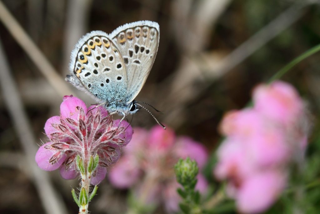 Pretty photograph of a silver-studded Blue butterfly amongst flowering cross-leaved heath