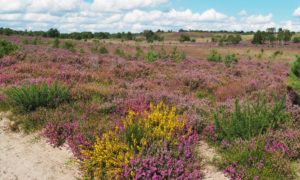 Thames Basin Heaths by Martin D'Arcy