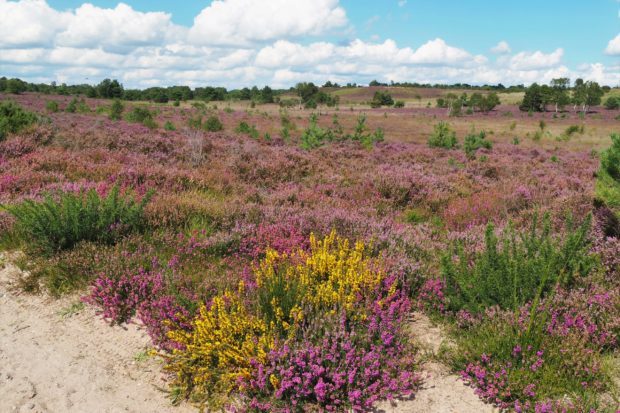 Thames Basin Heaths by Martin D'Arcy