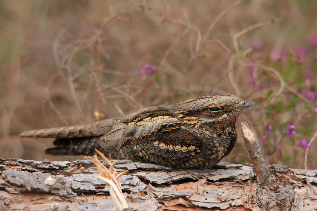 Nightjar on a log