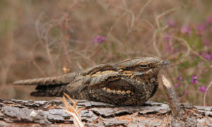 Photo of brown streaky bird perched on a log.