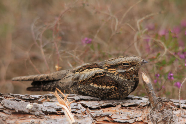 Photo of brown streaky bird perched on a log.