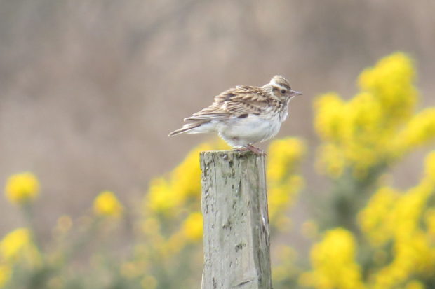 Woodlark photographed on the SPA by Michael Jones