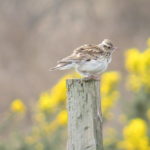 Woodlark photographed on the SPA by Michael Jones