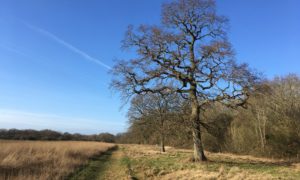 Ash Green Meadows