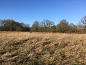 Ash Green Meadows