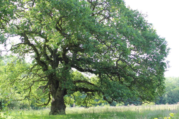 Photograph of a mature oak at Bramshot Farm Country Park