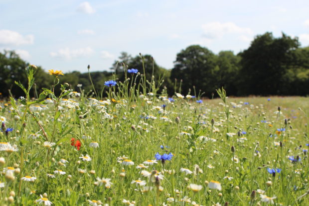 Meadow at Bramshot Farm Country Park