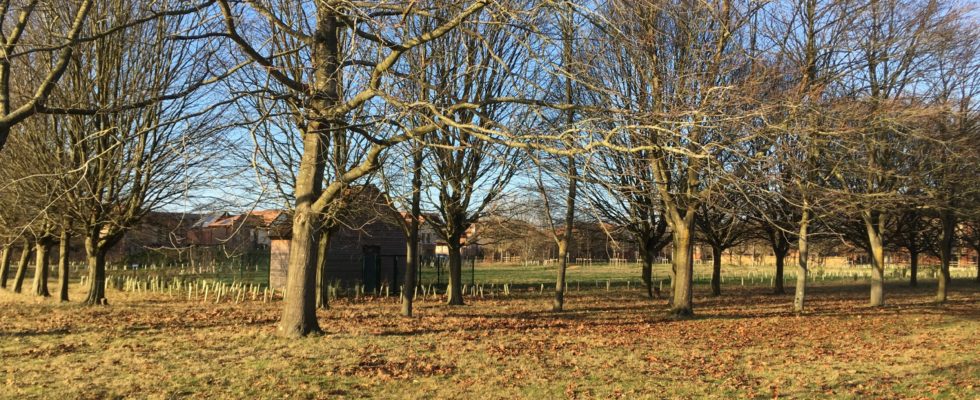 Hazebrouck Meadows