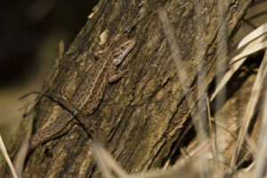 Common lizard at Chobham Common