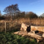 Wintery photo of the River Whitewater in lovely warm light. A large willow trunk carved into a rough seat in the foreground.