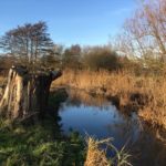 Wintery photo of the River Whitewater in lovely warm light. A large willow stump in the foreground.