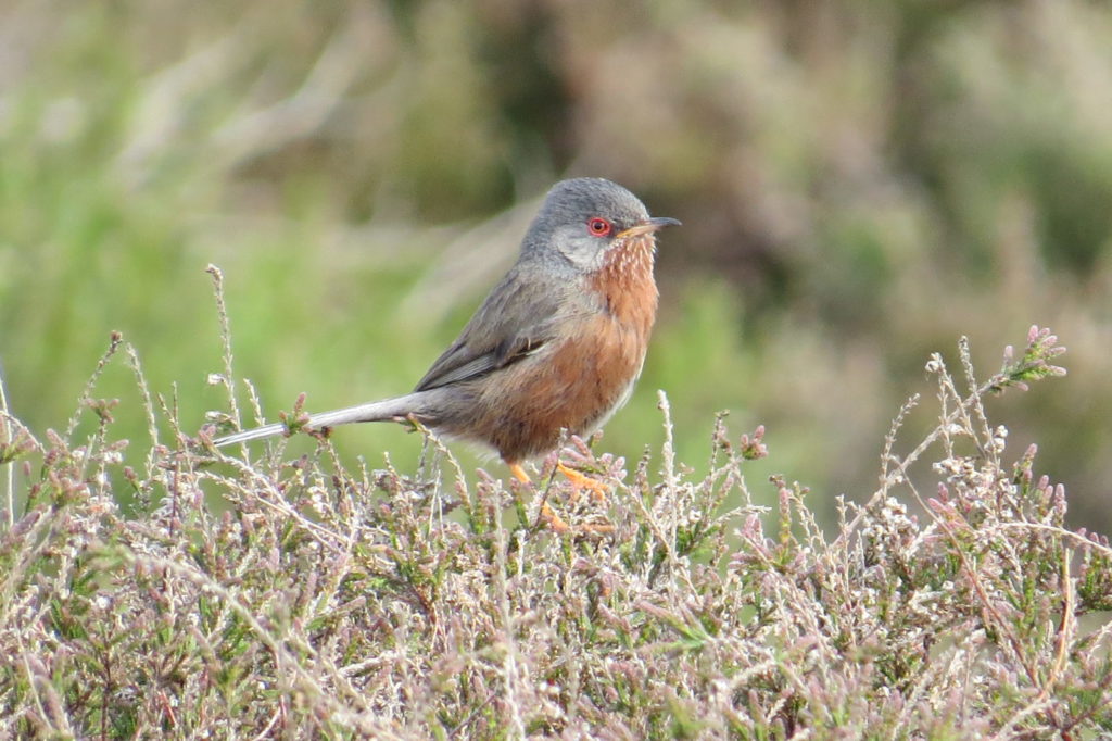 Dartford warbler by Education Officer Michael