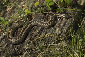 Female adder