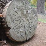 Section through a large tree trunk indicating key dates in history