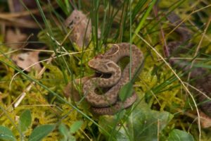 A couple of baby adders by warden Jamie