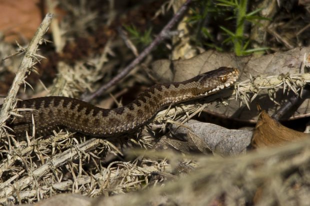 A young adder exploring the heath by Warden Jamie