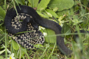 Two males cuddling up! By Warden Jamie.