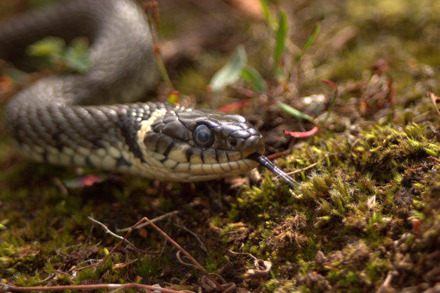 Grass snake by Jamie