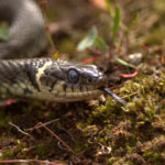 Photograph of a grass snake