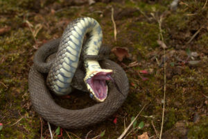 Grass snake displaying thanatosis by Jamie