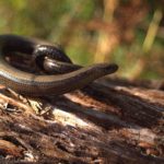 Slow worm taken by Warden Jamie