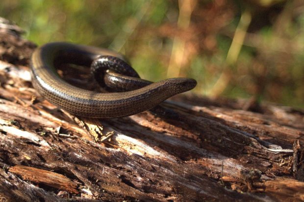 Slow worm taken by Warden Jamie