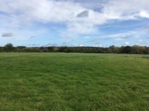 Wellesley Water Meadow