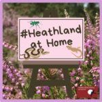 Heathland at Home