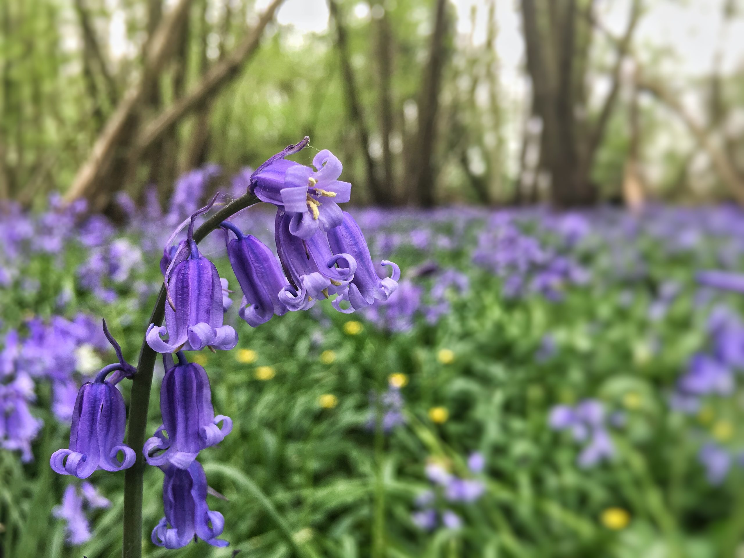 Bluebells At A Greenspace Near You Thames Basin Heaths Bluebells At A Greenspace Near You Thames Basin Heaths