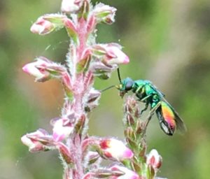 Photo of a ruby-tailed wasp taken by Nick at Lightwater Country Park