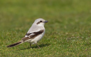 Great grey shrike