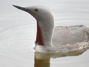 Red-throated diver