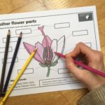 Flo enjoyed colouring in the heather flower parts worksheet!