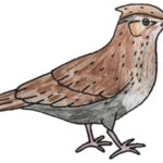 Colouring in sheet of a wonderful woodlark!