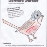 Colouring in sheet with life-like Dartford warbler!