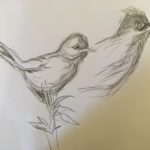 Skillful pencil drawings of Dartford warblers.