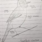 Drawing made by Henry. Identification features labelled.