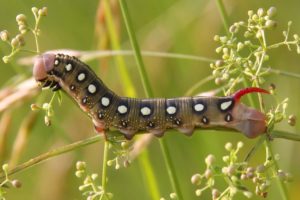 Photograph of a bedstraw hawkmoth caterpillar by bayuka