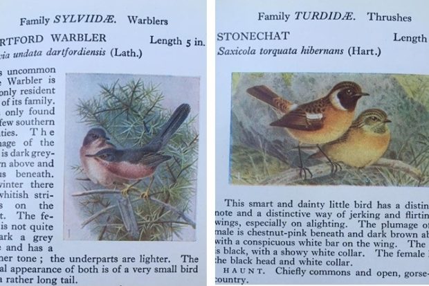 Illustrations of Dartford warbler and stonechat featured in Flo's book