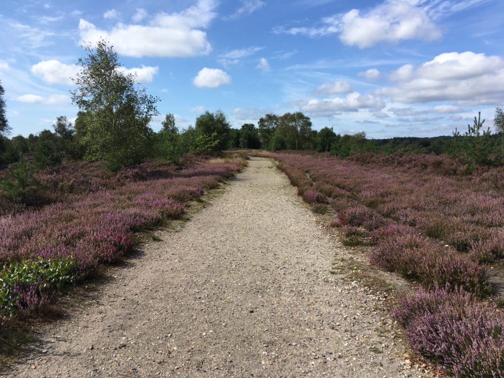 Heathland track with short-cropper heather either side - a great place to look out for silver-studded blues