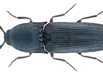 Photo of click beetle