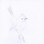 Line drawing of Dartford warbler.