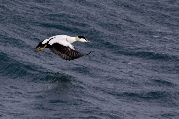 Photograph of a male eider duck on the Sound of Barra