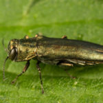 Photo of jewel beetle