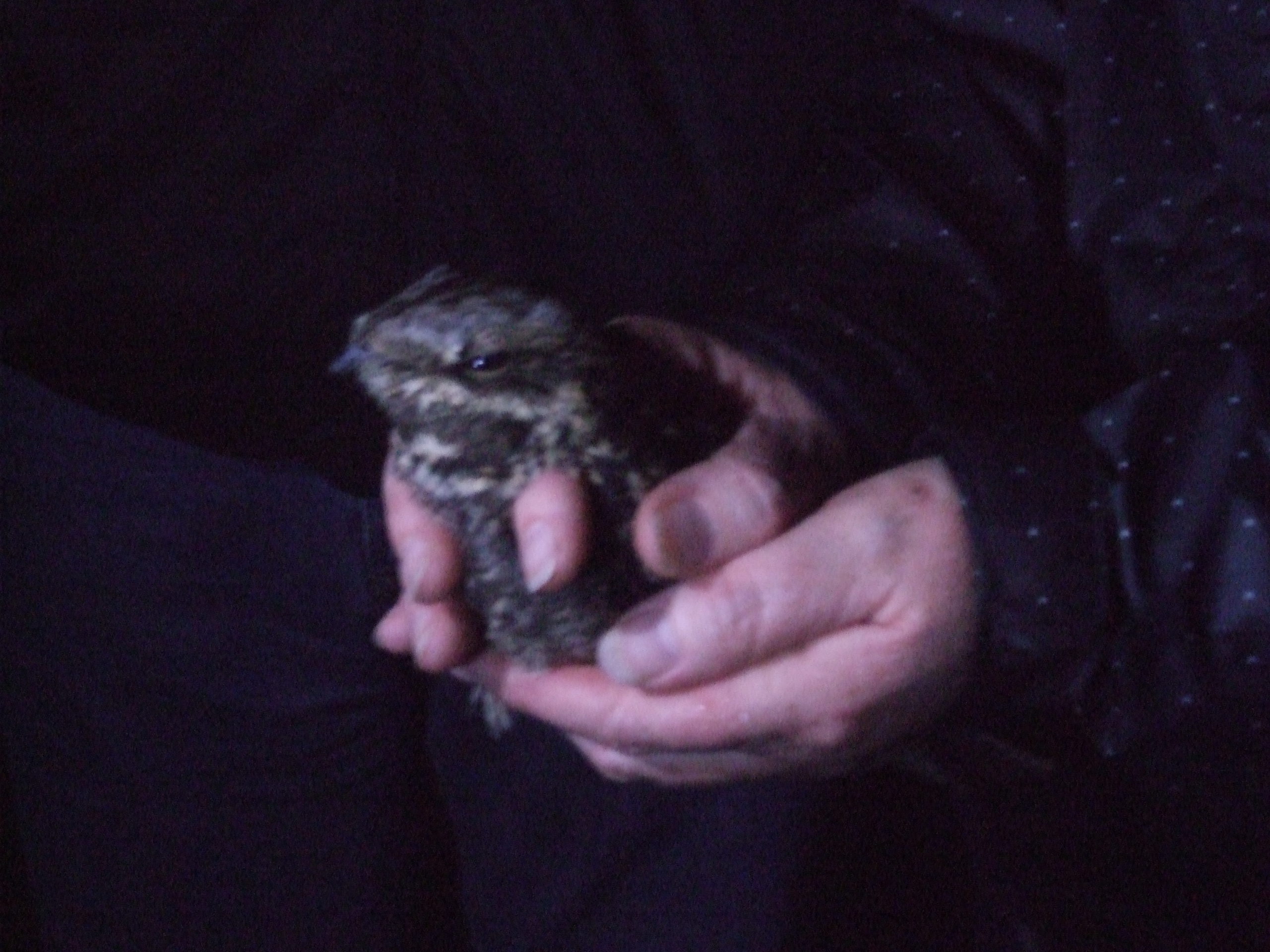 Photograph of a nightjar held in the hand during a survey